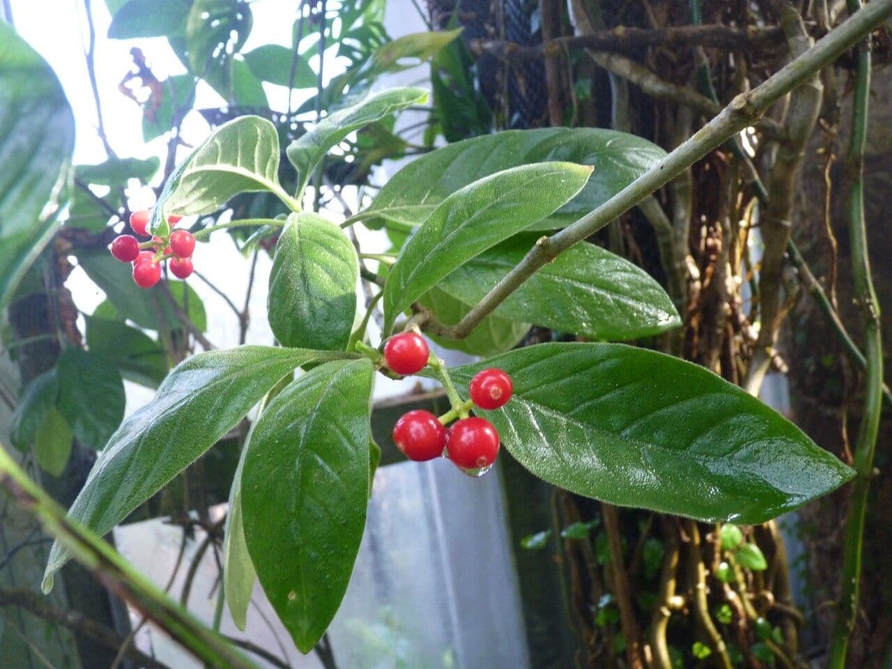 Psychotria punctata 15