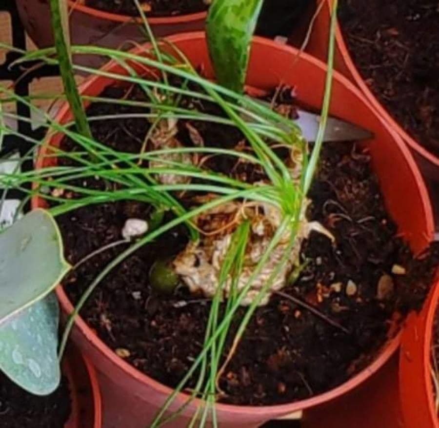 Albuca 7