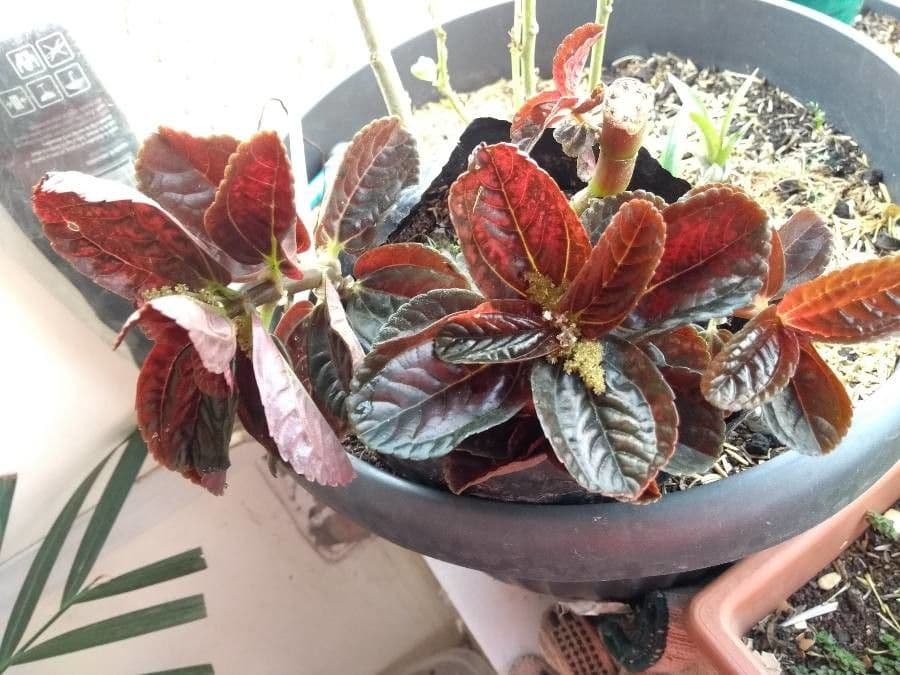 Pilea 2