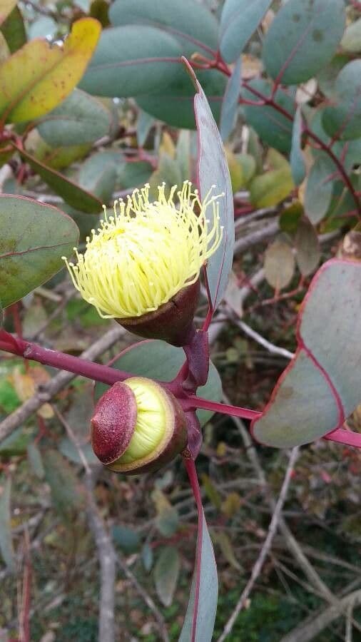 Preiss-Eukalyptus