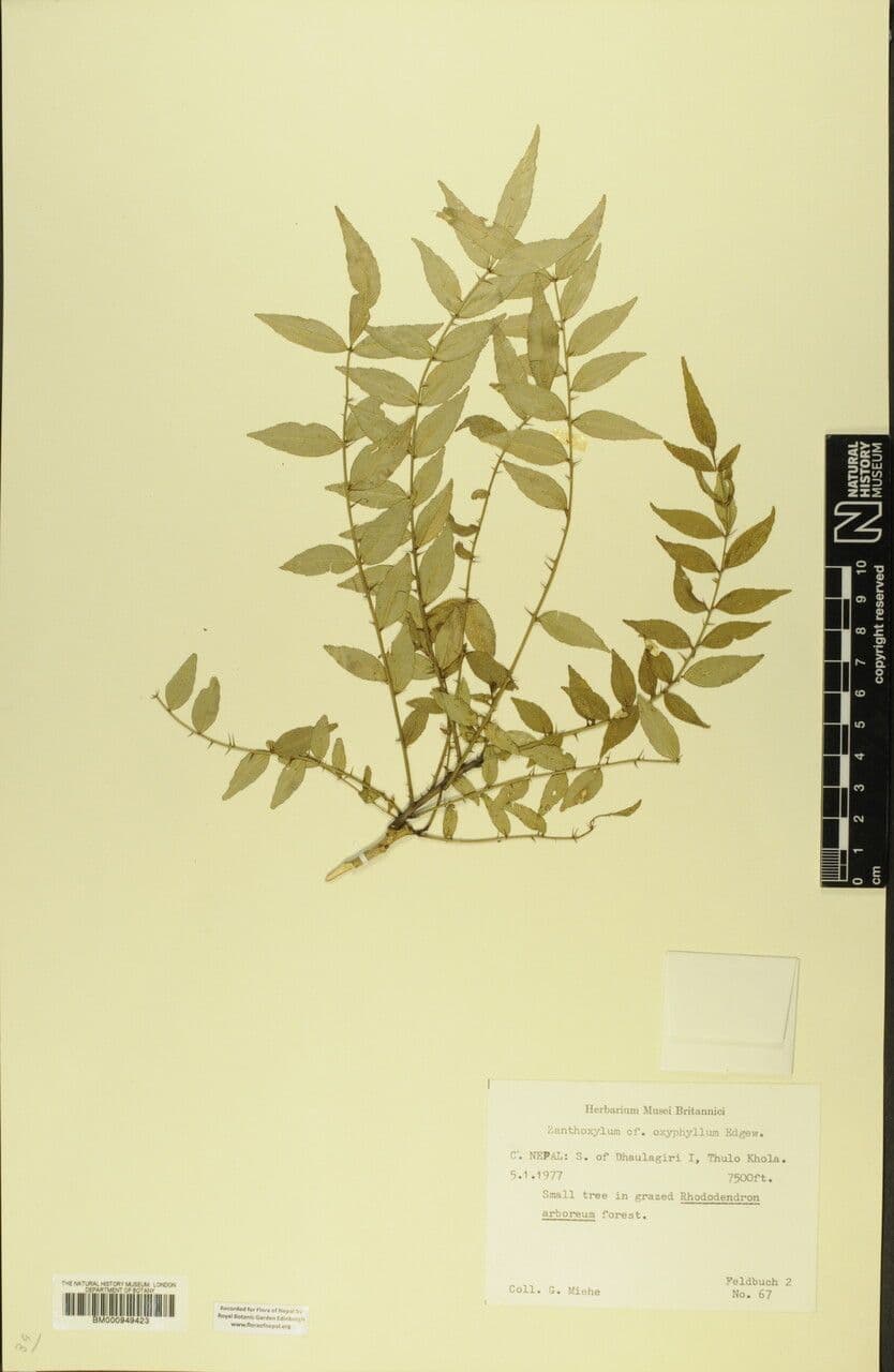 Zanthoxylum 14