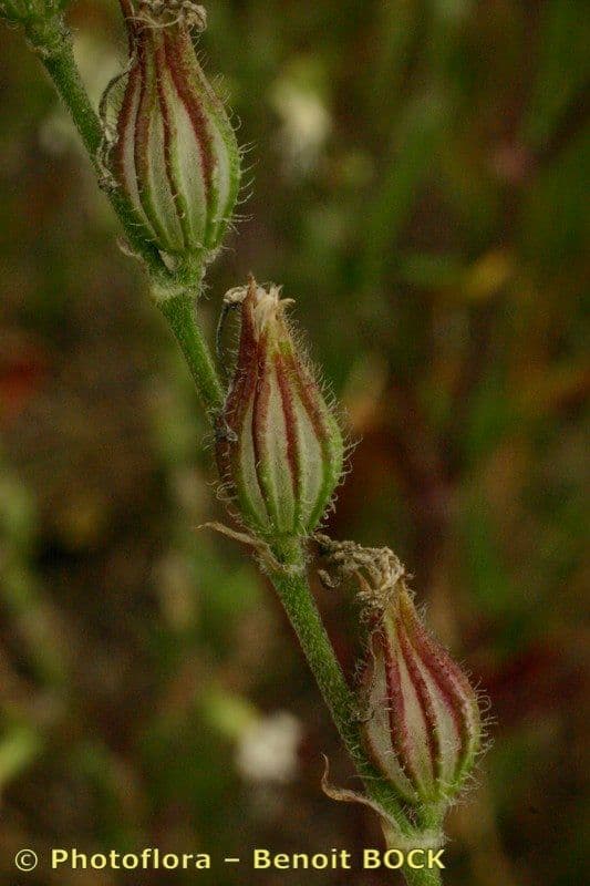 Silene dicotoma 2
