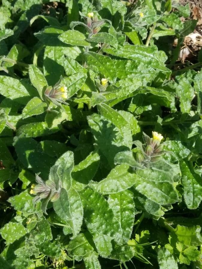 Nonea lutea 7