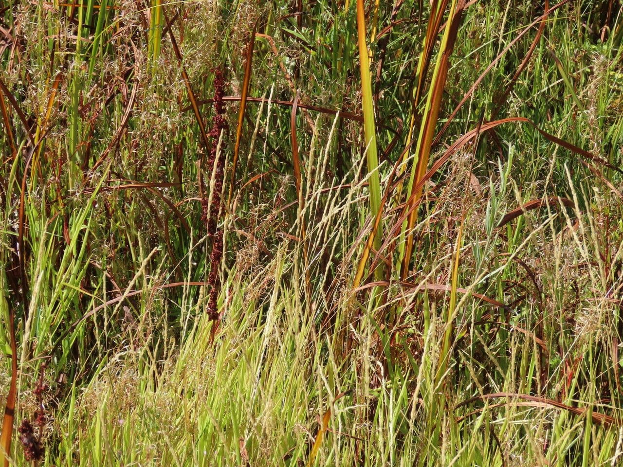 Agrostis exarata 8