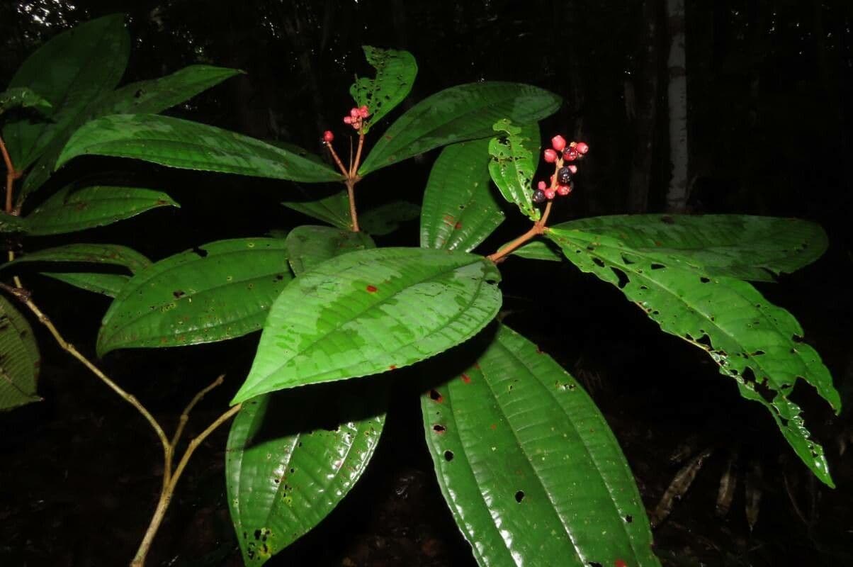 Miconia 14