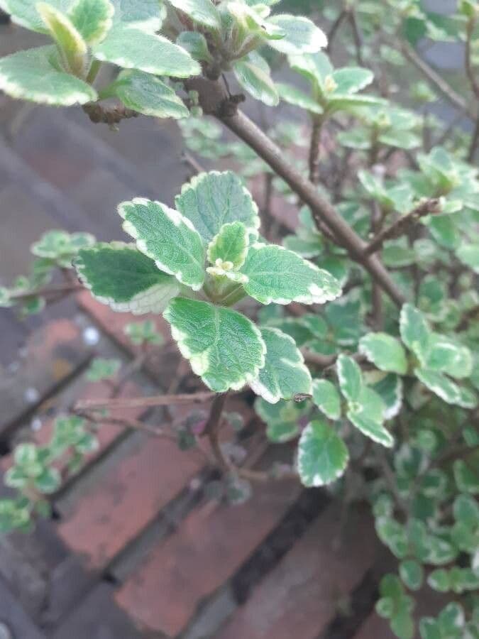 Plectranthus 13