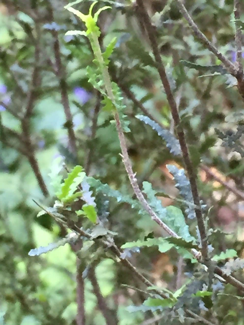 Pittosporum divaricato