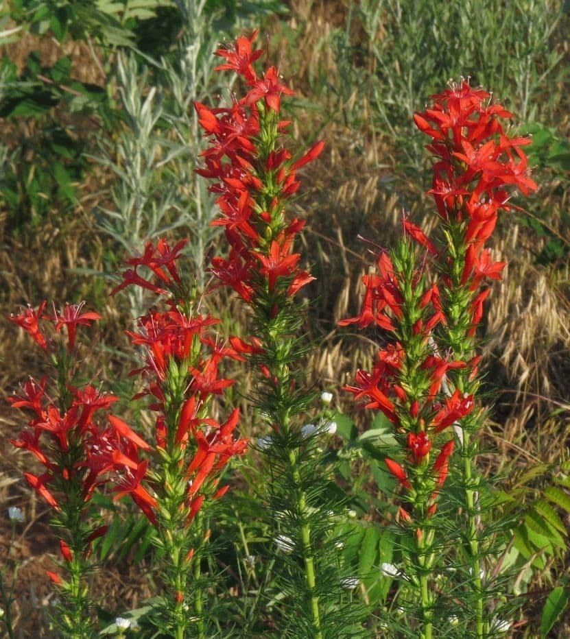 Ipomopsis rossa 8