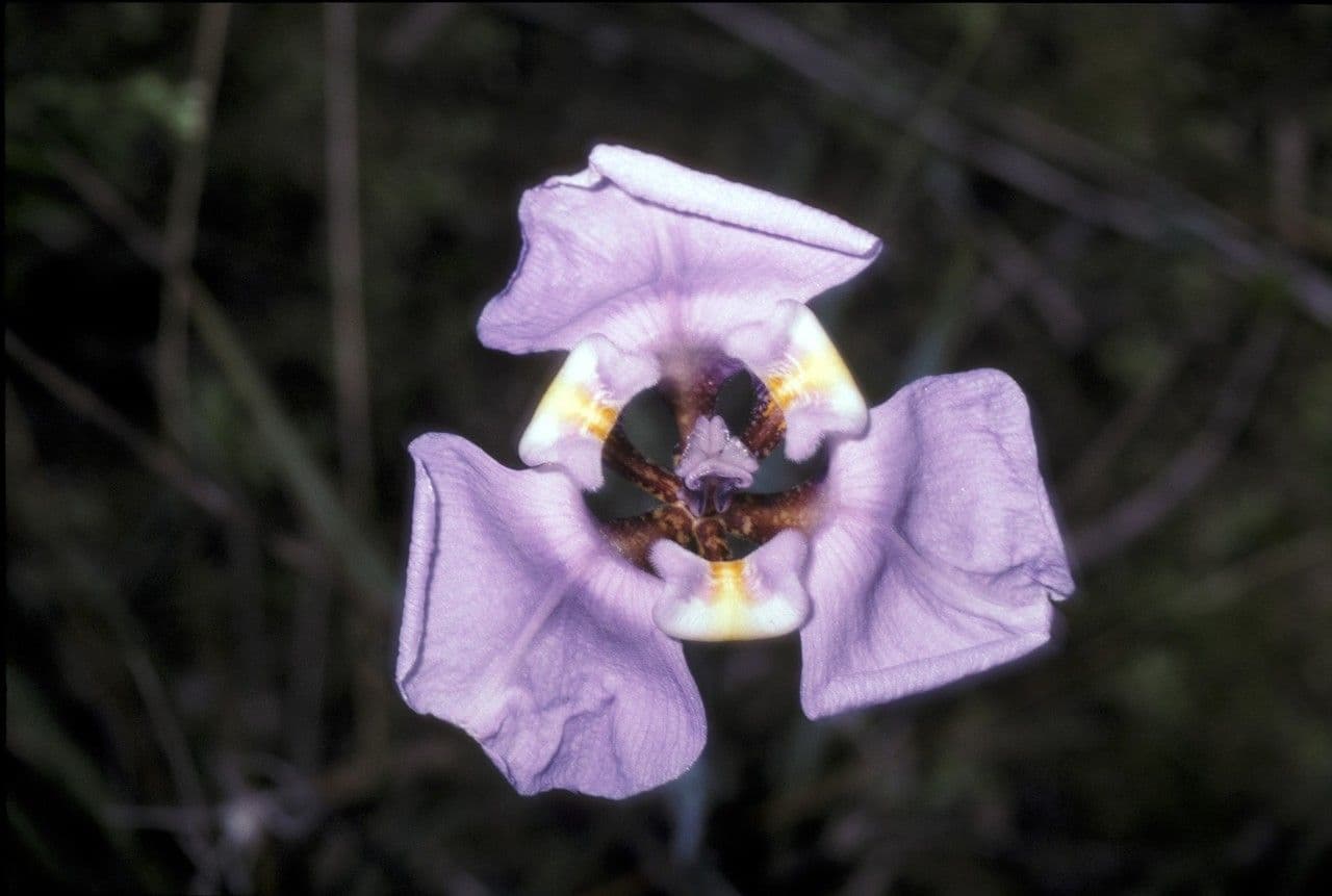 Cypella