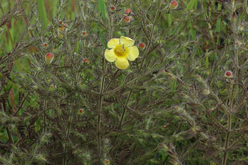 Aureolaria pectinata 8