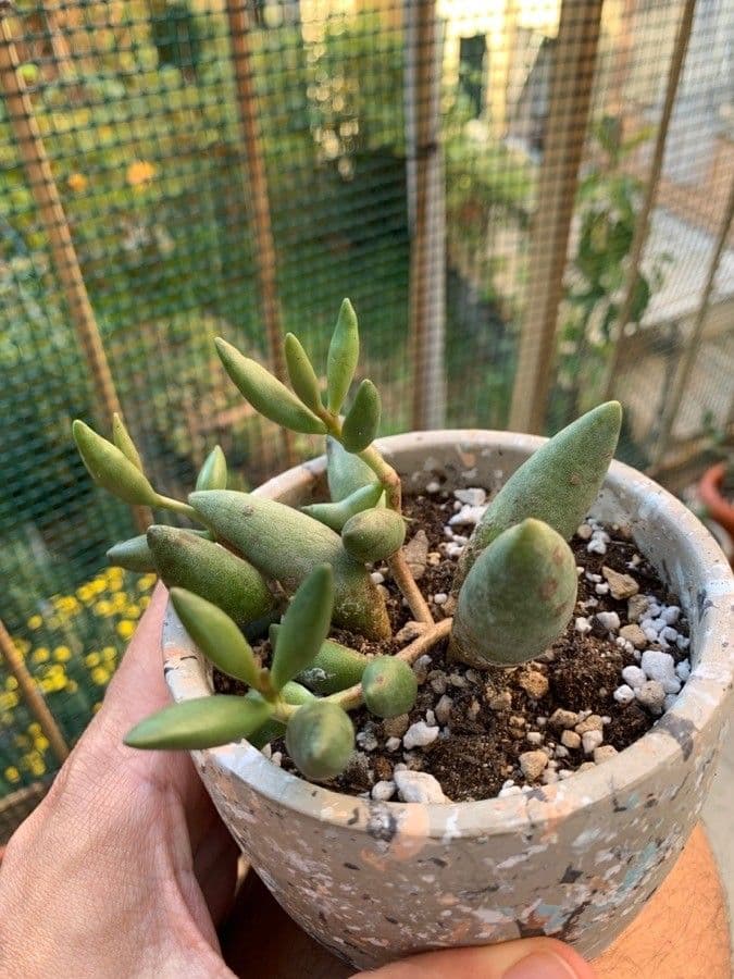 Adromischus 3