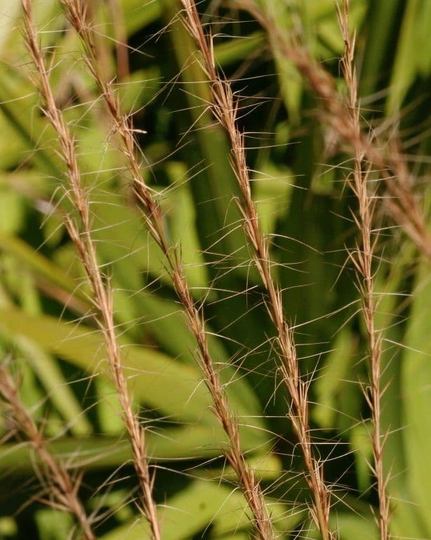 Aristida 5