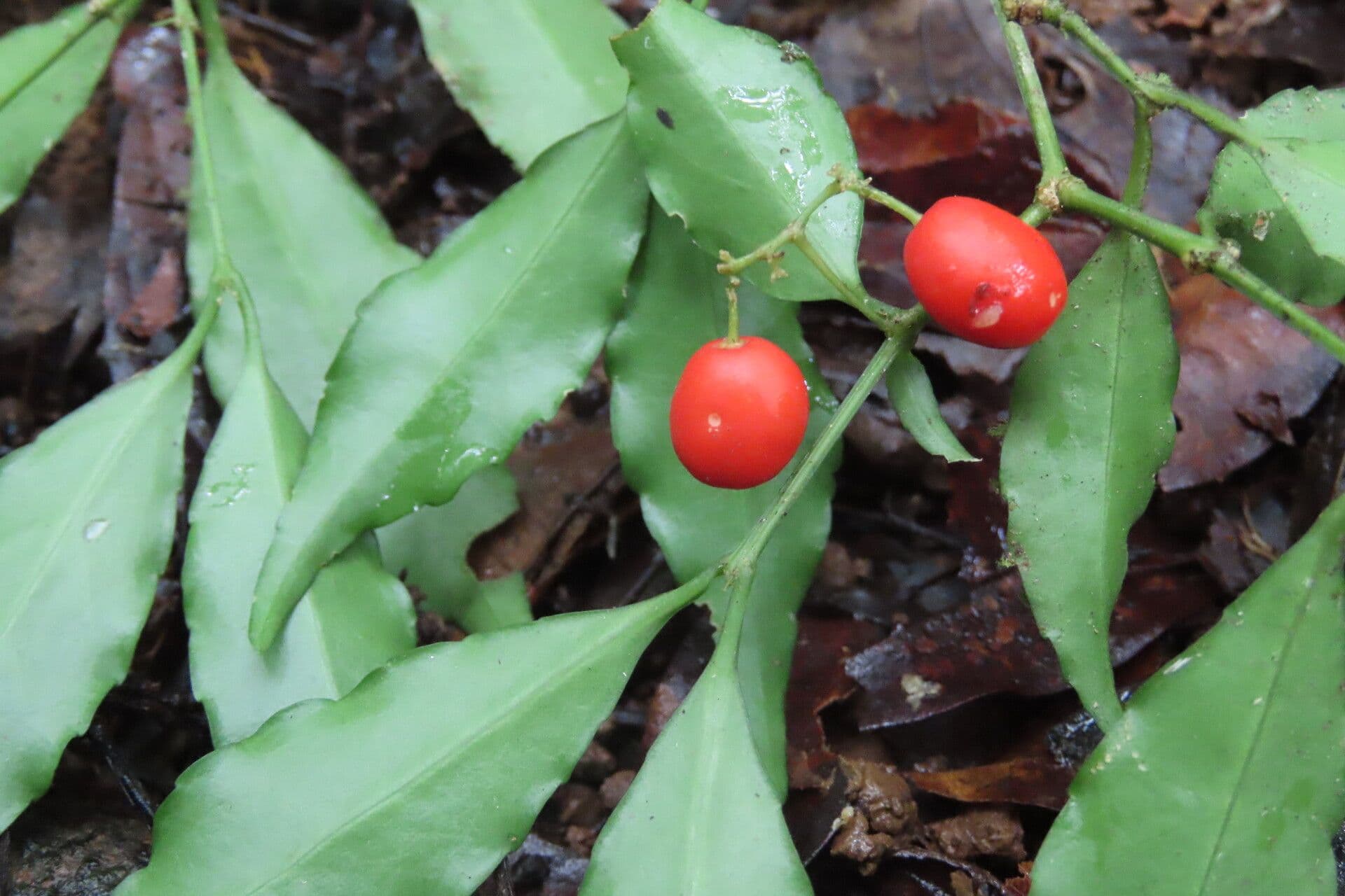 Crossopetalum 3