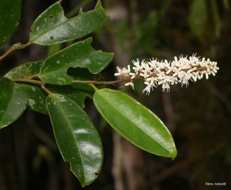 Citronella 4