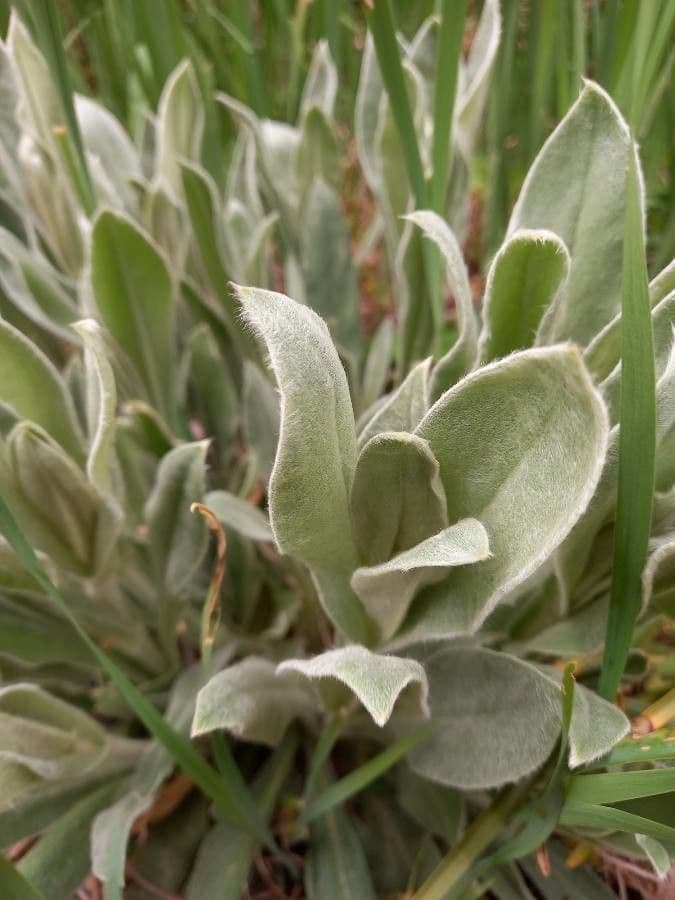 Silene 14