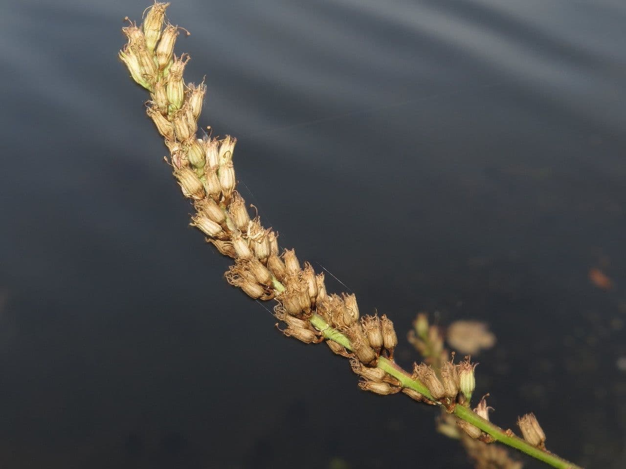 Salcerella comune 3