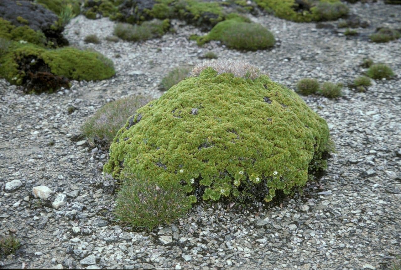 Donatia 3