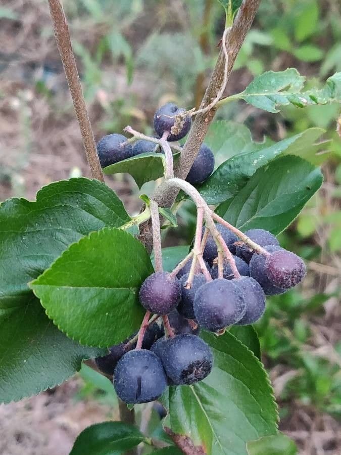 Aronia nera 30