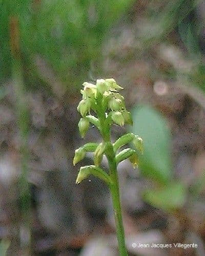 Genoplesium 2