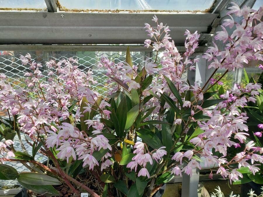 Dendrobium 6