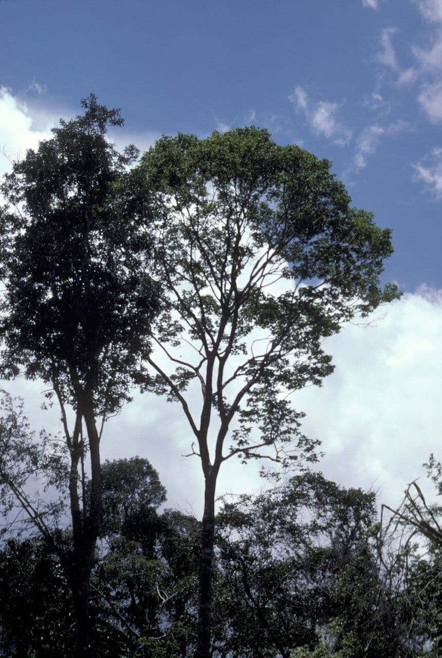 Basralocus 3