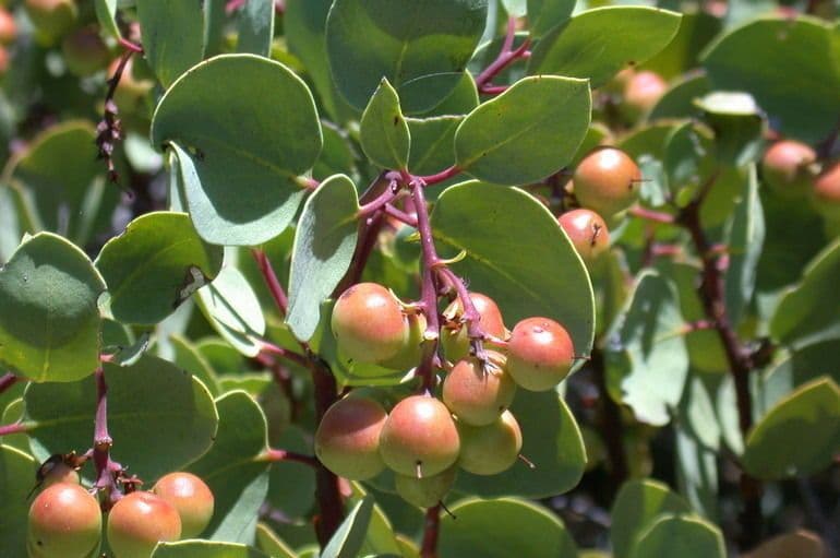 Arctostaphylos mewukka