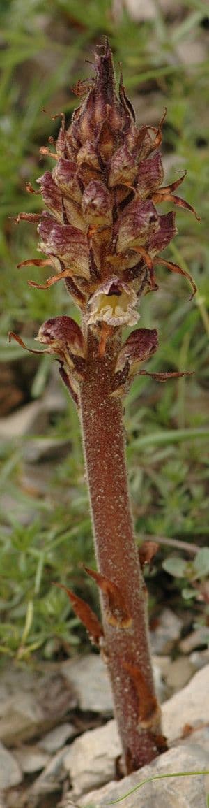 Orobanche 9