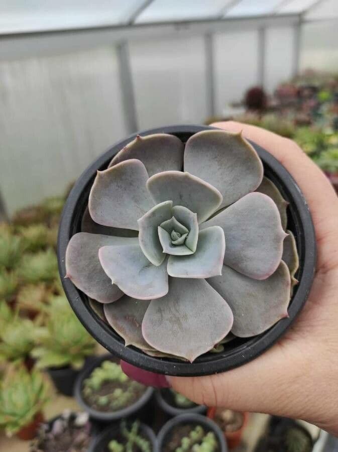 Echeveria 4