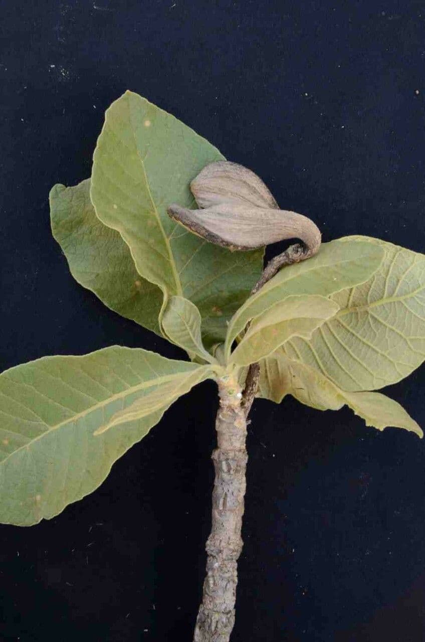 Aspidosperma tomentosum 2