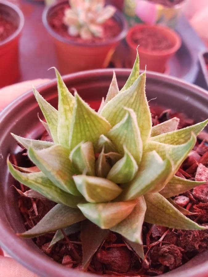 Haworthia 5