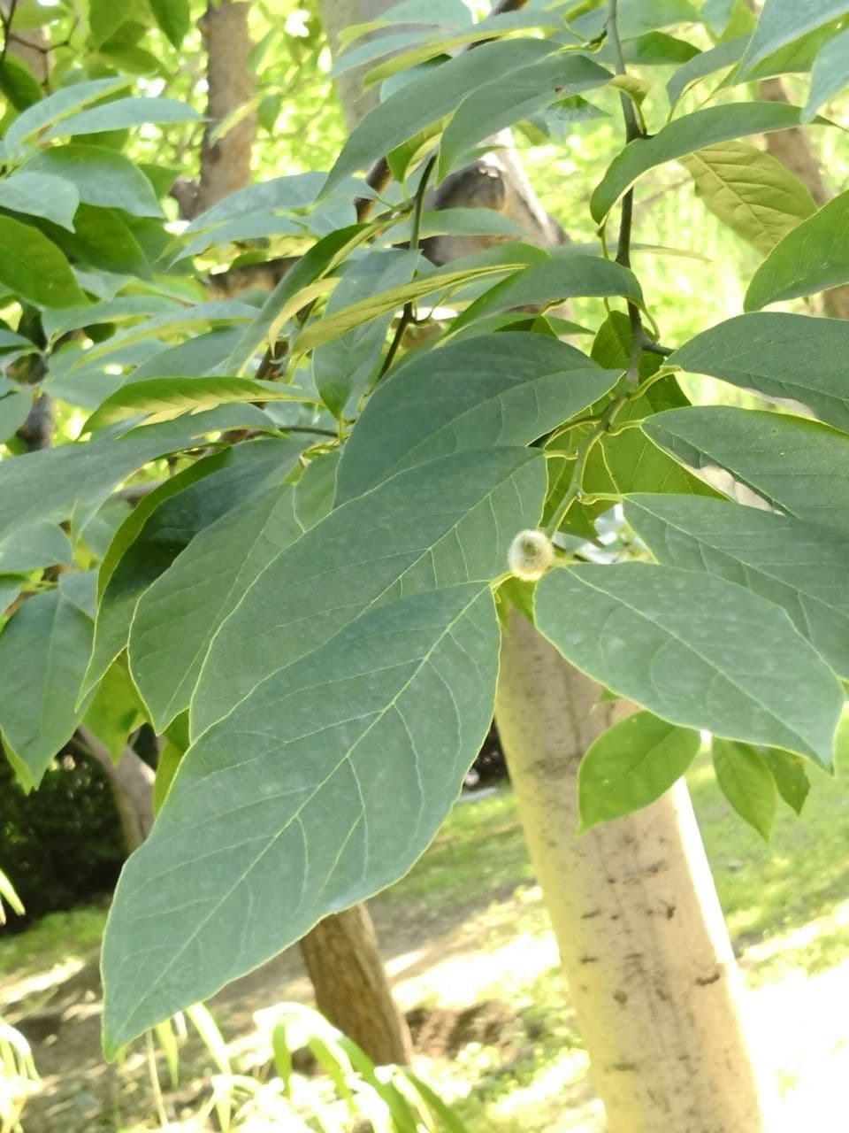 Magnolia amena 6