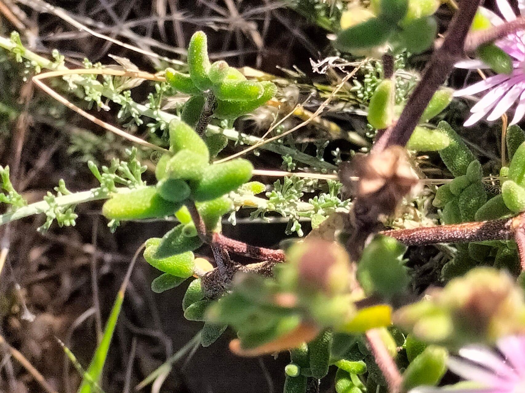 Drosanthemum 3