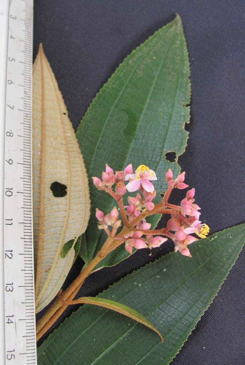 Miconia xalapská 23