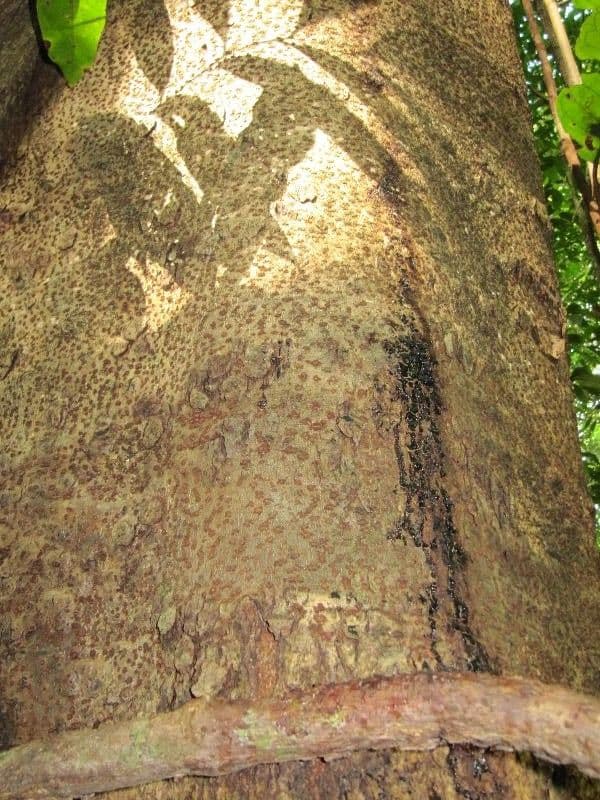 Parkia nitida 7