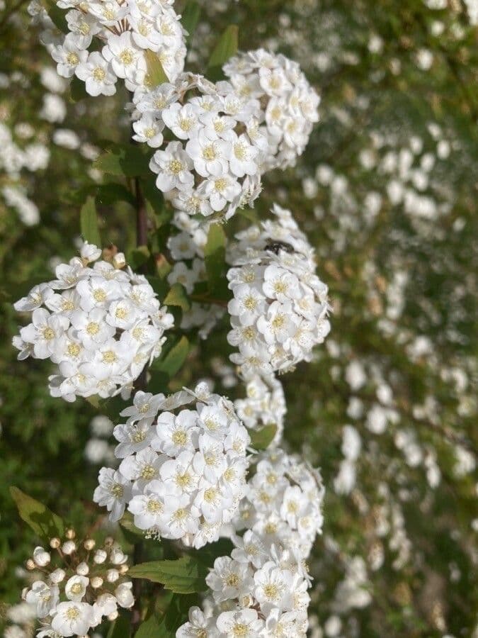 Prunenkätzchen 3