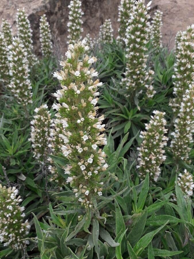 Echium 5