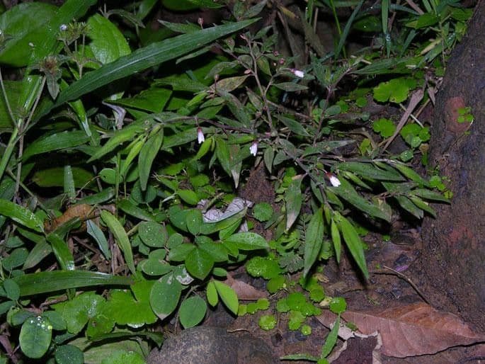 Centradenia 11