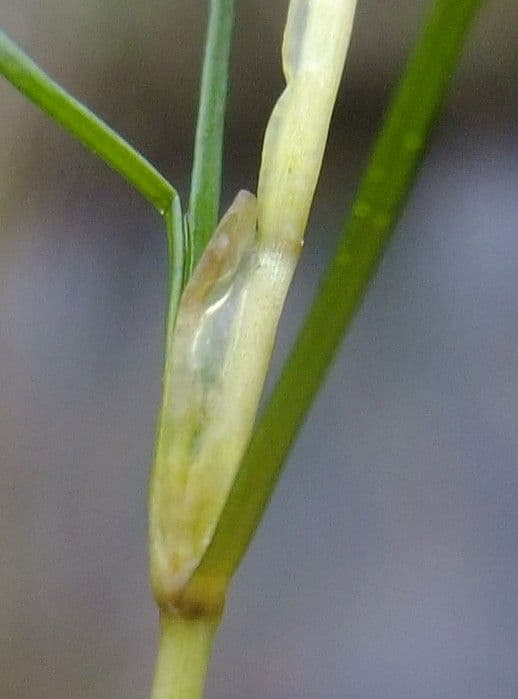 Zanichellia palustre 24