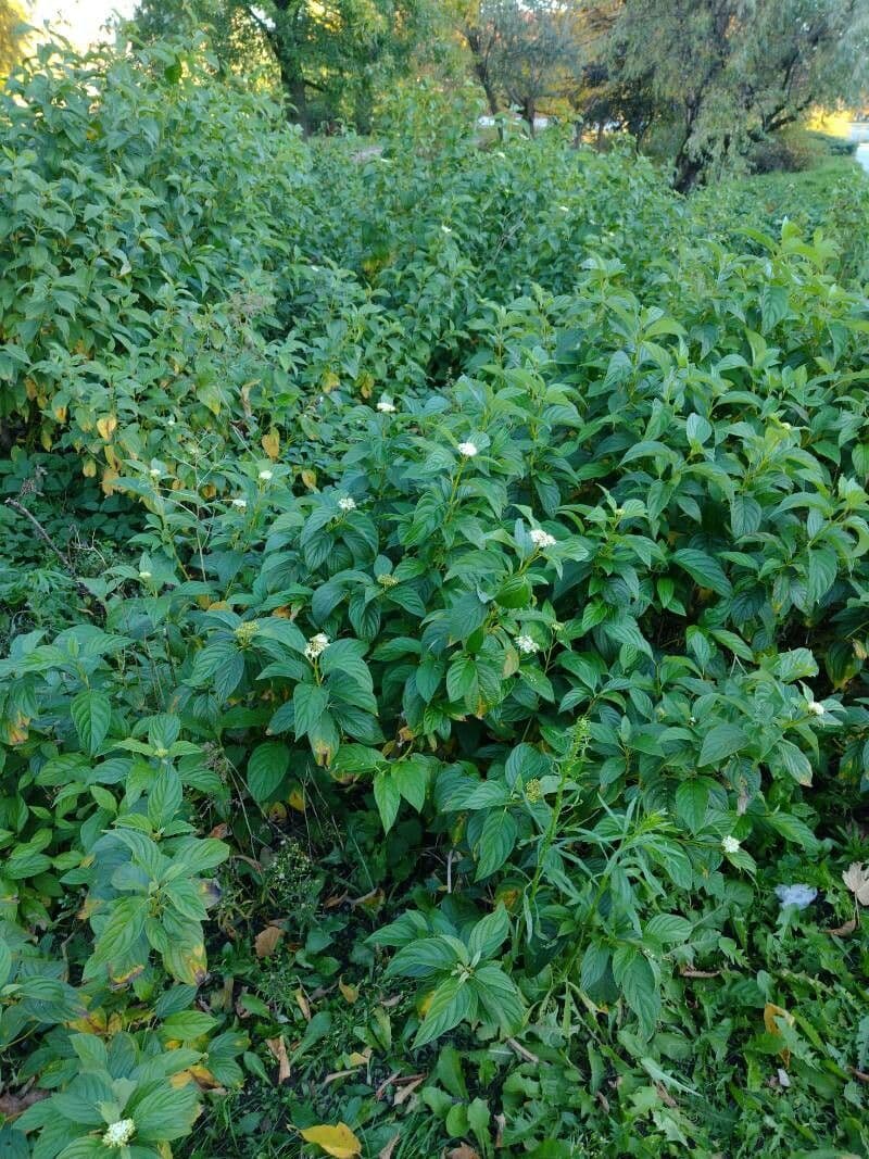 Svída výběžkatá 14