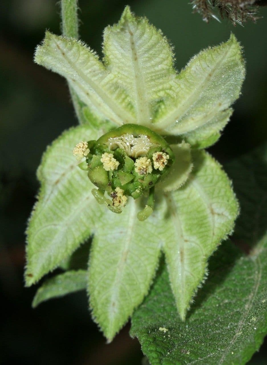 Dalechampia 20
