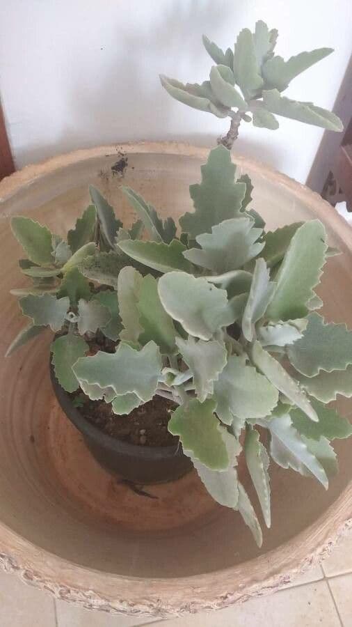 Donkey's ear 16