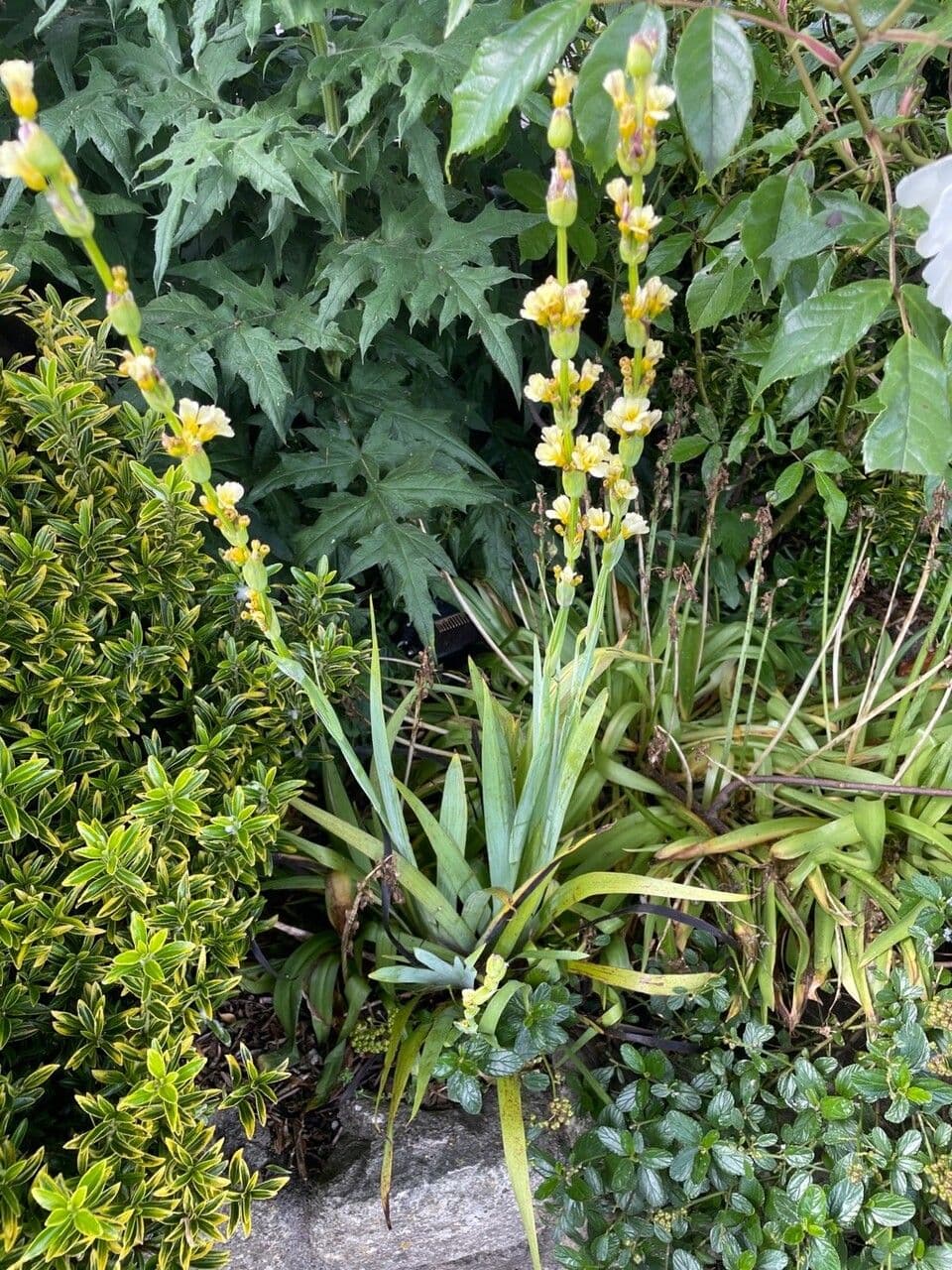 Sisyrinchium striato 17