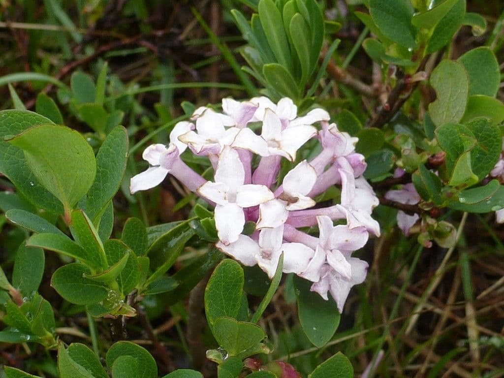 Dafne striata 7
