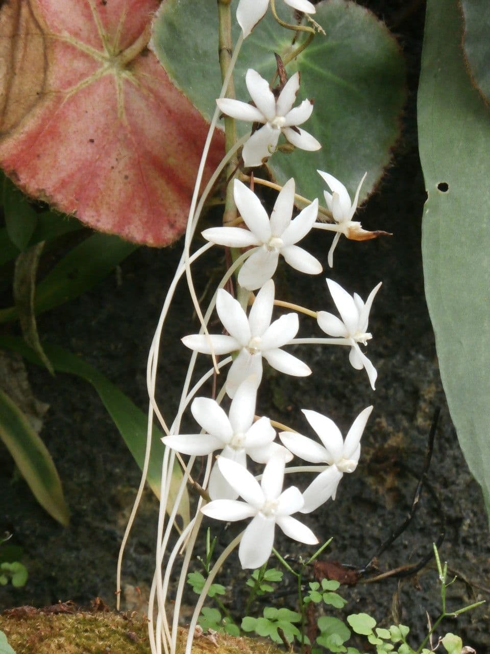 Aerangis bilobato