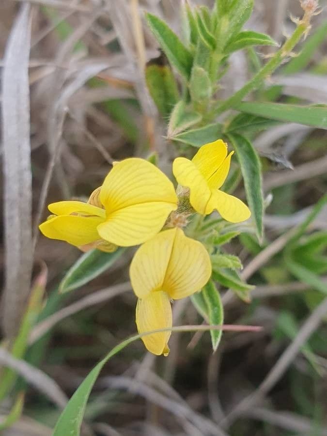 Crotalaria