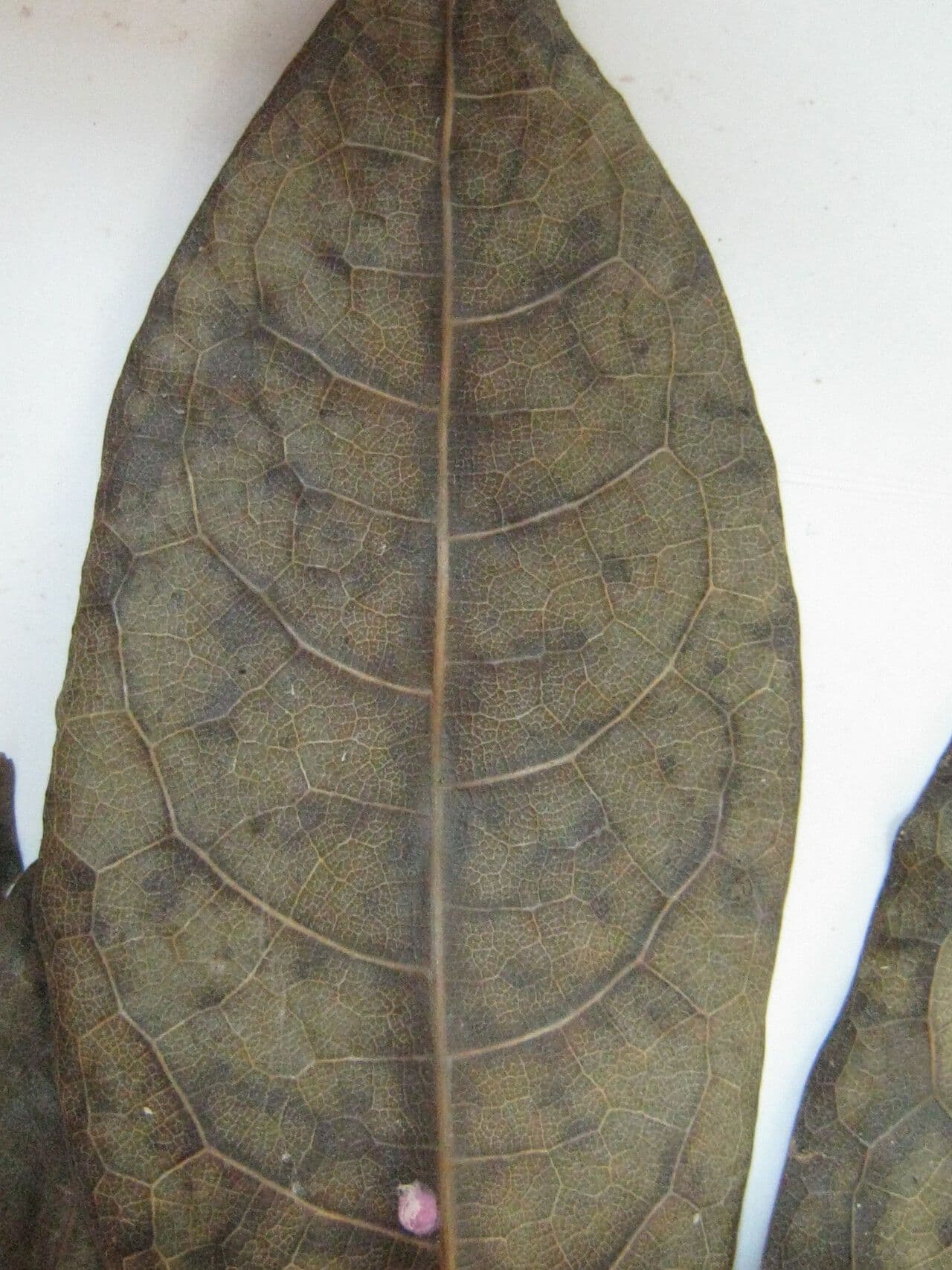 Ocotea 7