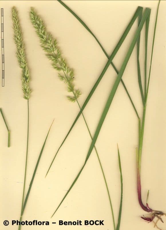 Trisetum 6