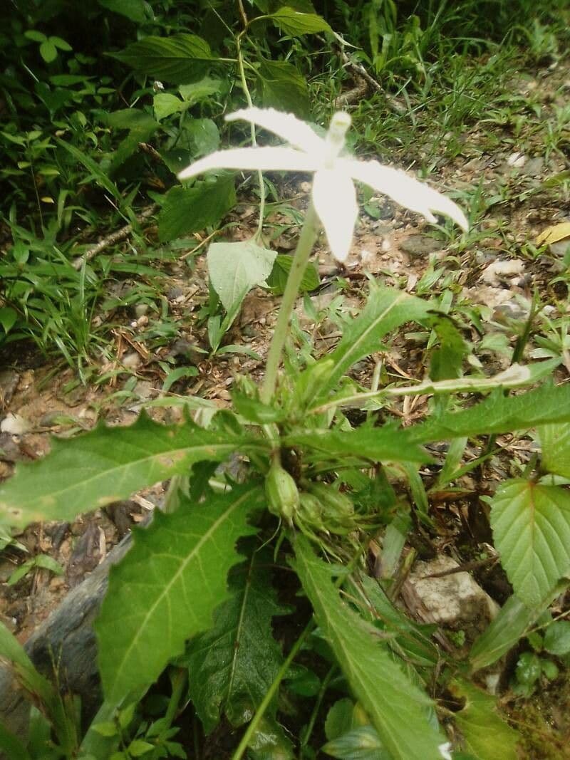 Hippobroma longiflora 13
