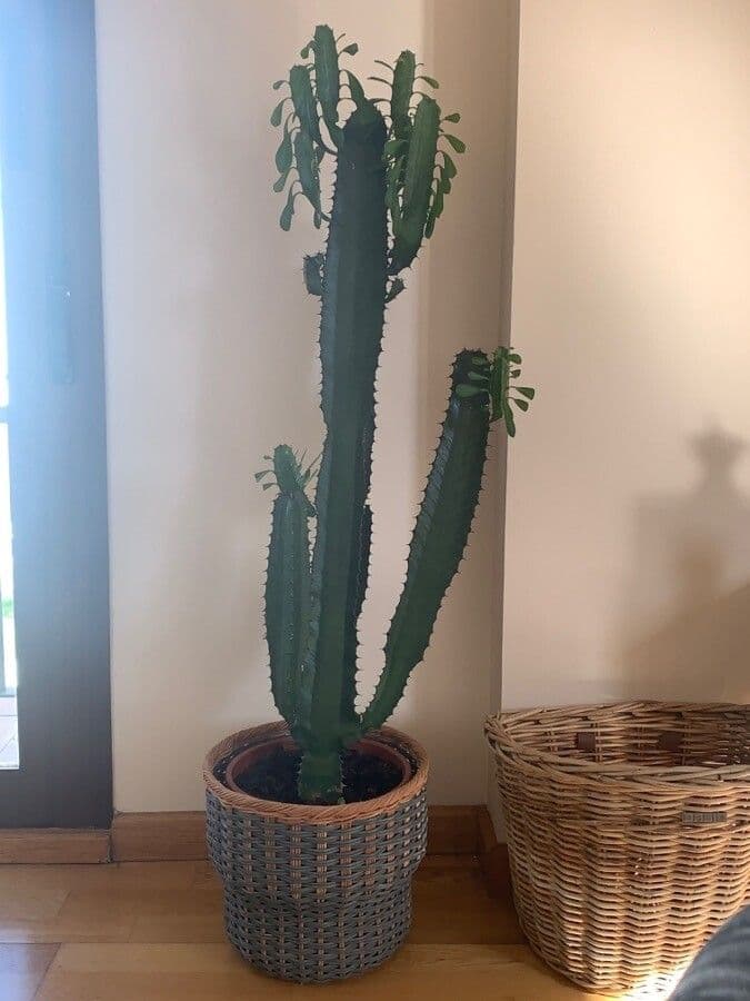Tabaiba gigante 18