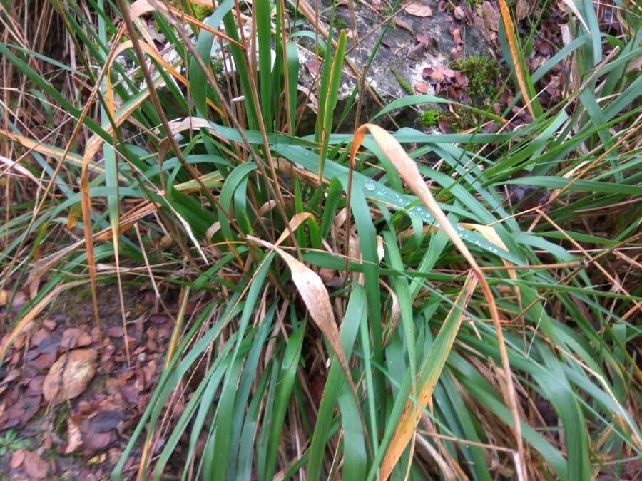 Iris fétide 21